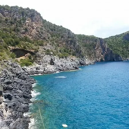 Eucalipto *